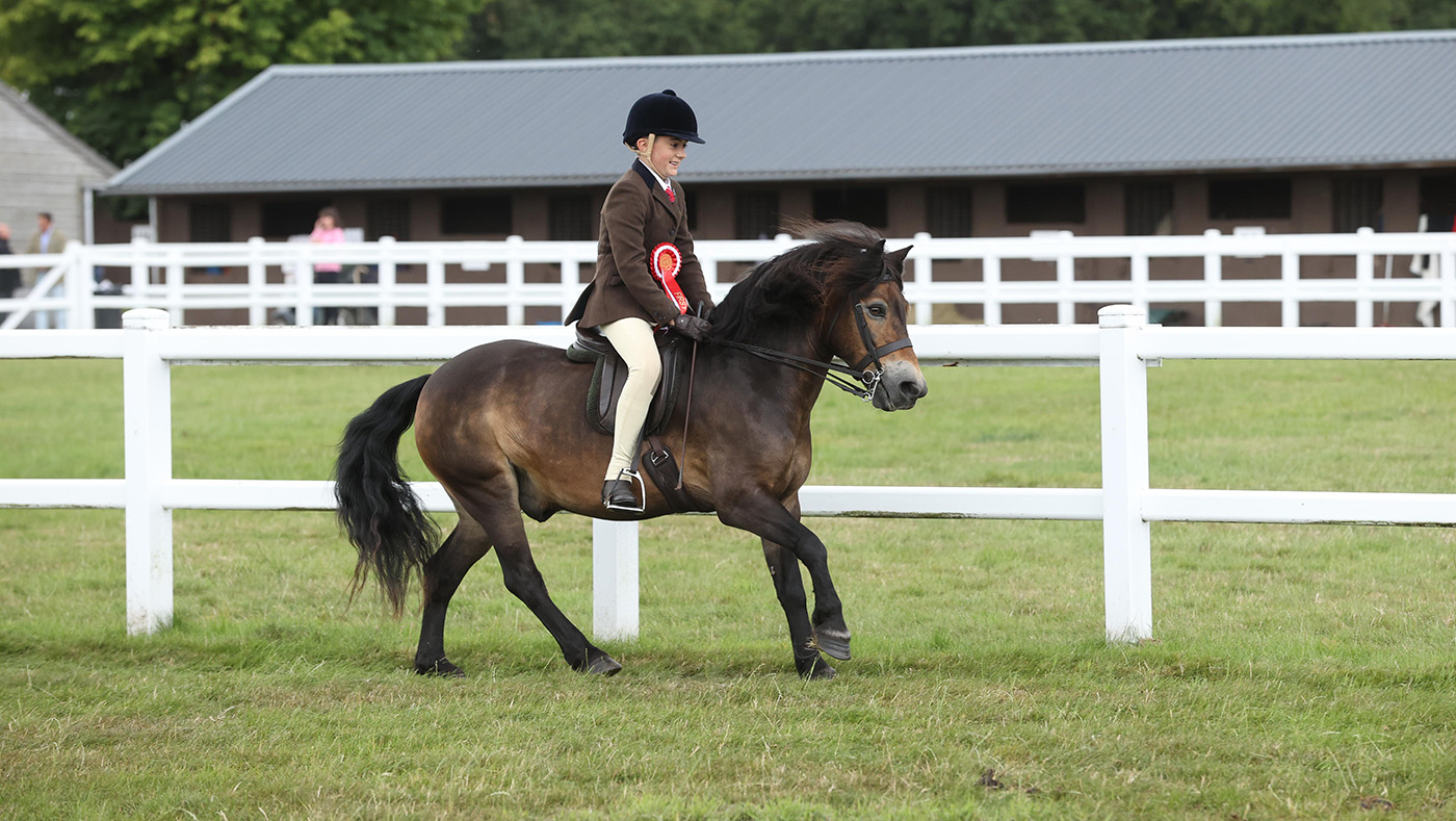 Le poney Exmoor Cheritonridge Grenache aide le cavalier à revenir de l'automne