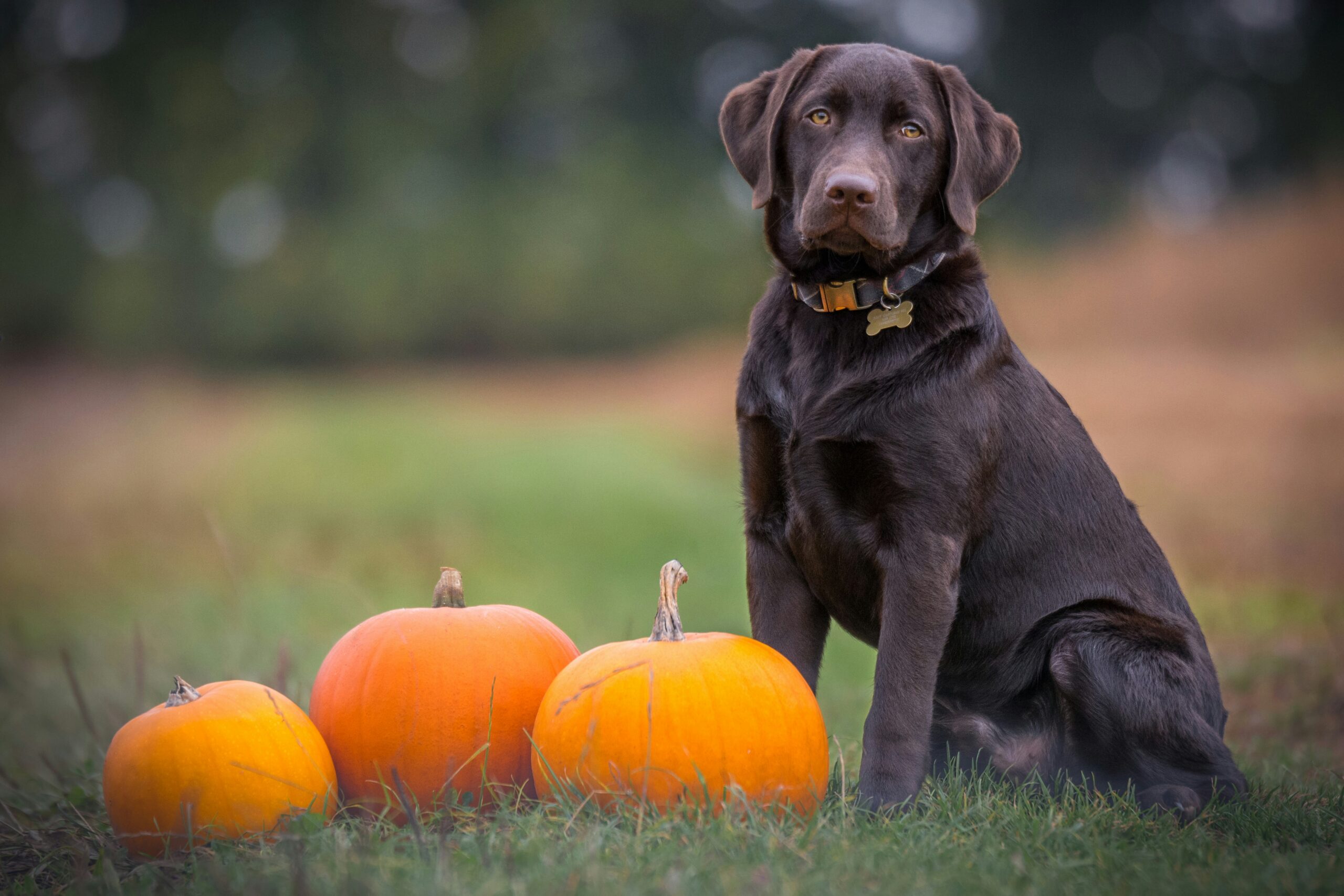 les chiens peuvent ils manger de la pasteque