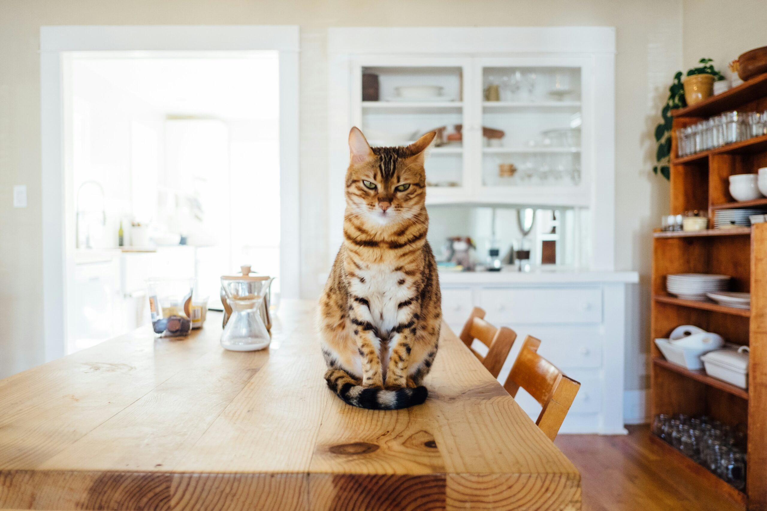 combien de temps un chat peut-il rester sans manger ?