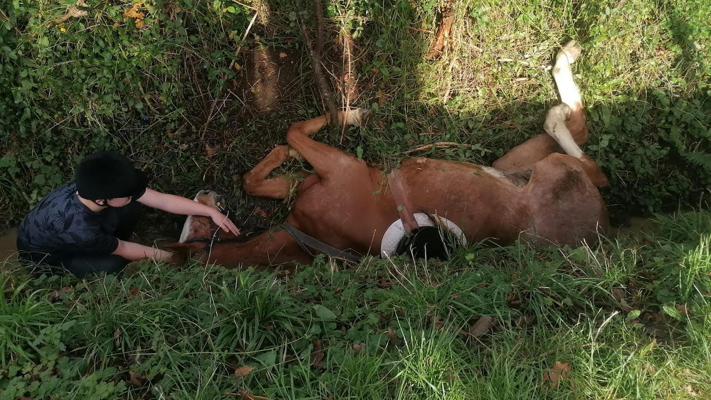"Ce qui ne vous tue pas vous rend plus fort" : un cheval de 31 ans sauvé après trois heures à l'envers dans un fossé