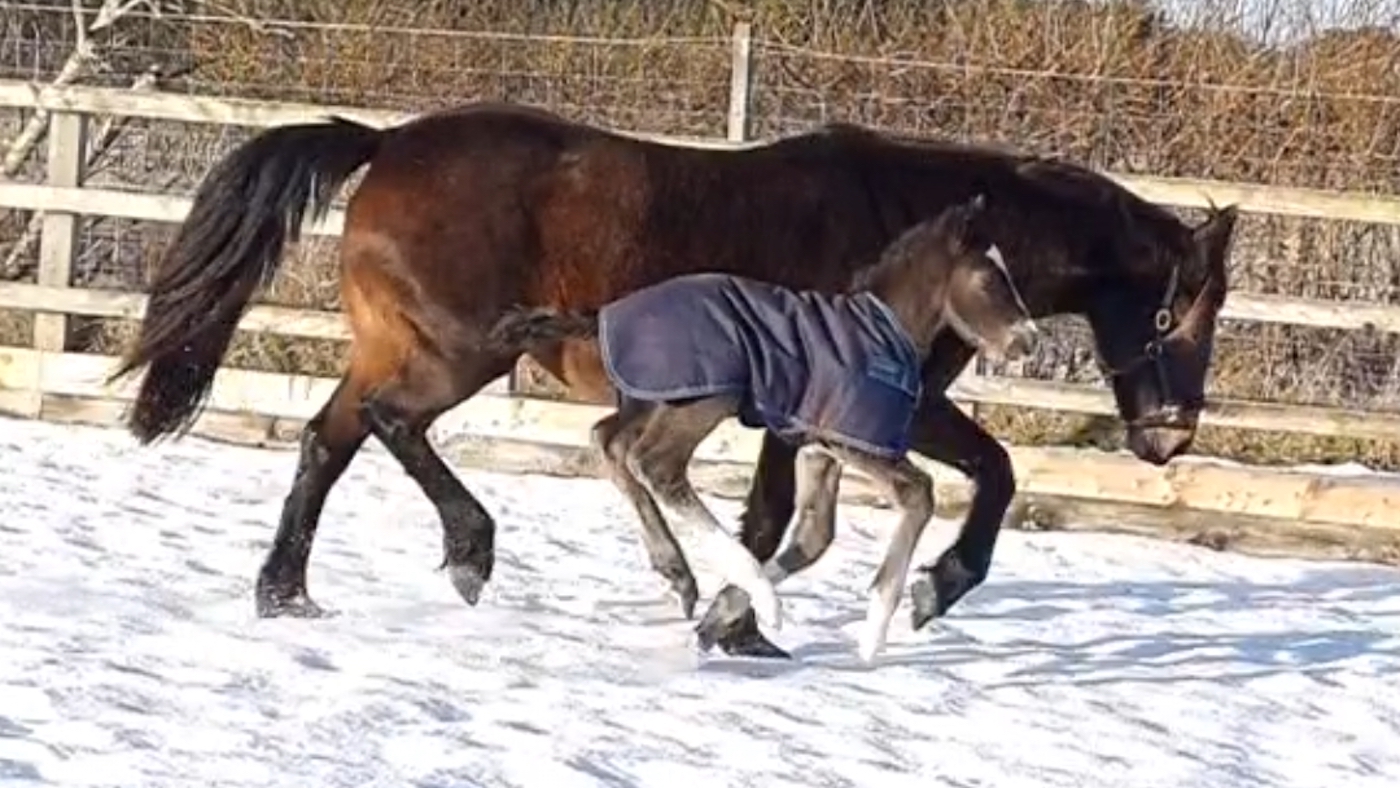 Poulain BOGOF surprise qui « est sorti comme un mammouth laineux » en plein essor après une naissance à -5°C