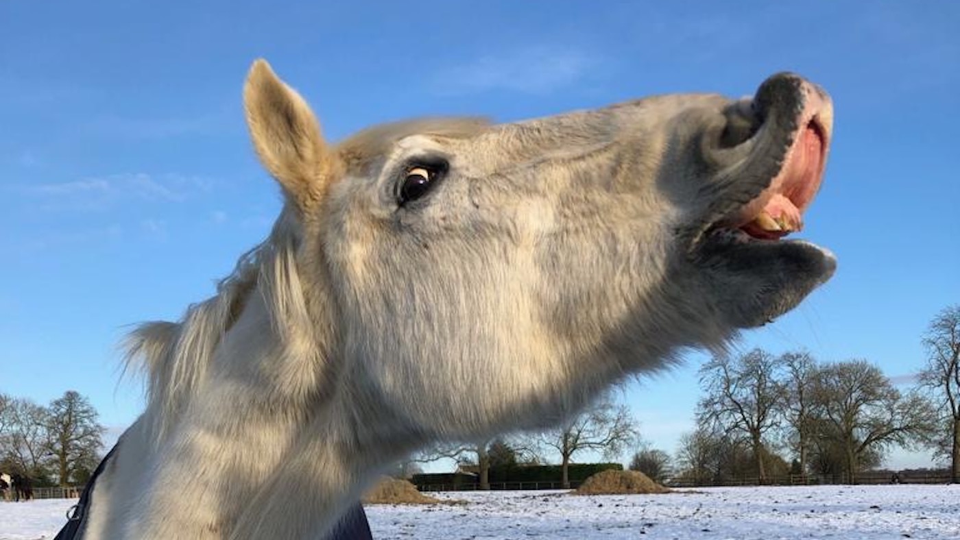 Une « vraie licorne » : des adieux déchirants à un ancien cheval de police « gentil géant » âgé de 24 ans
