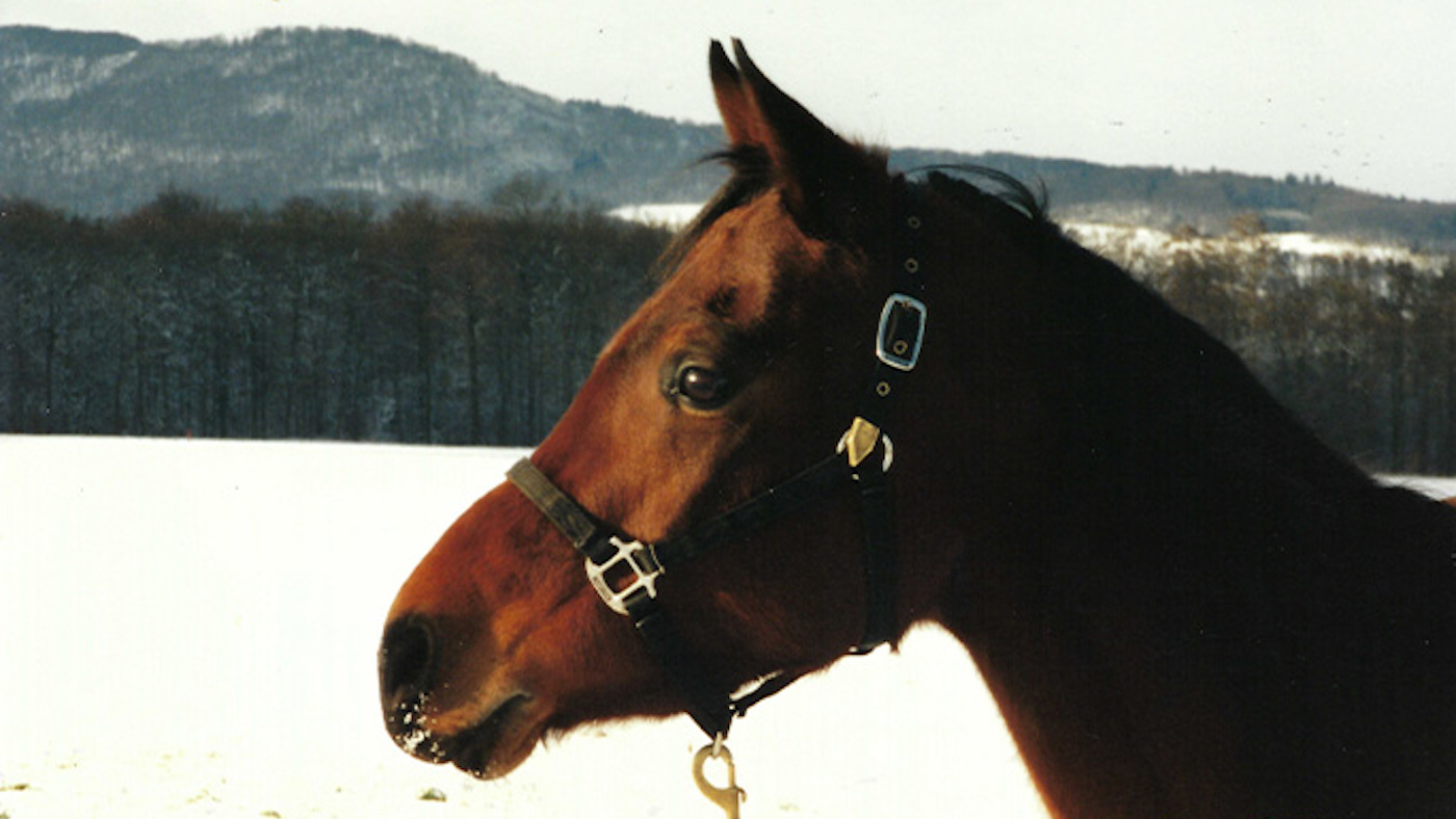 Officiellement, le cheval le plus vieux du monde décède à l'âge de 36 ans après avoir « vécu la belle vie »