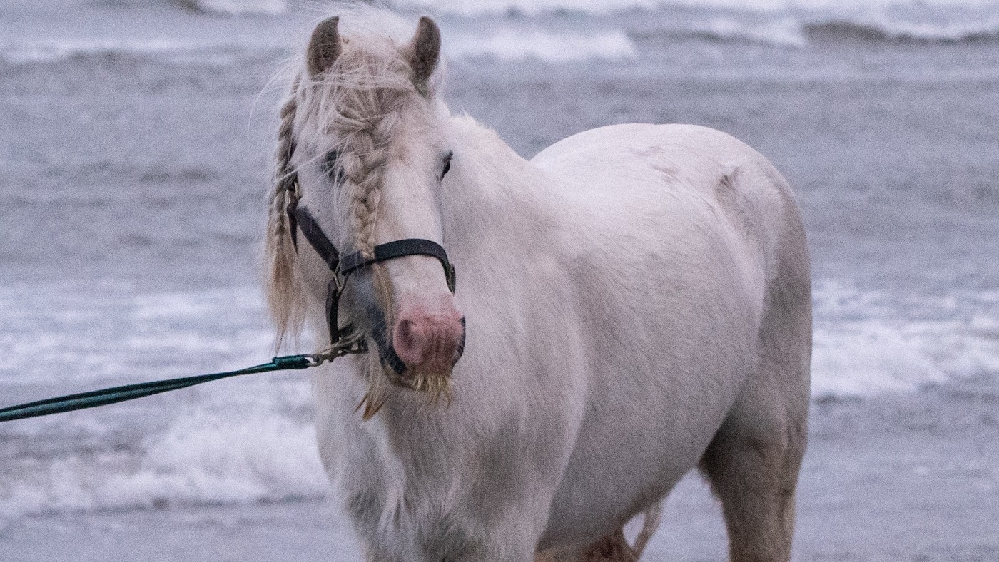 Rencontrez le « poney polyvalent » qui s'est avéré être un étalon vétéran borgne, ainsi que d'autres histoires dont parle le monde du cheval.