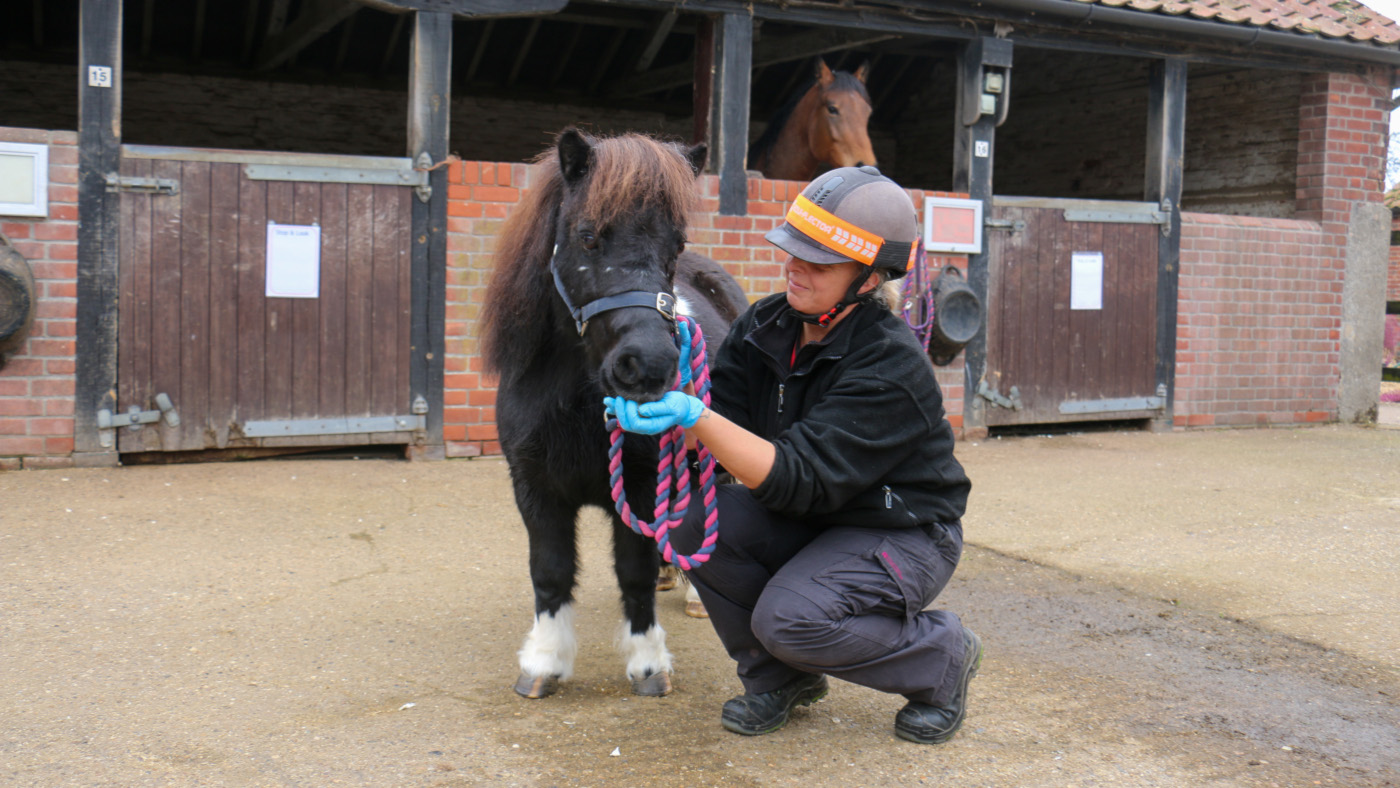 Shetland Pony qui «porte les cicatrices de son passé» commence Bonne année