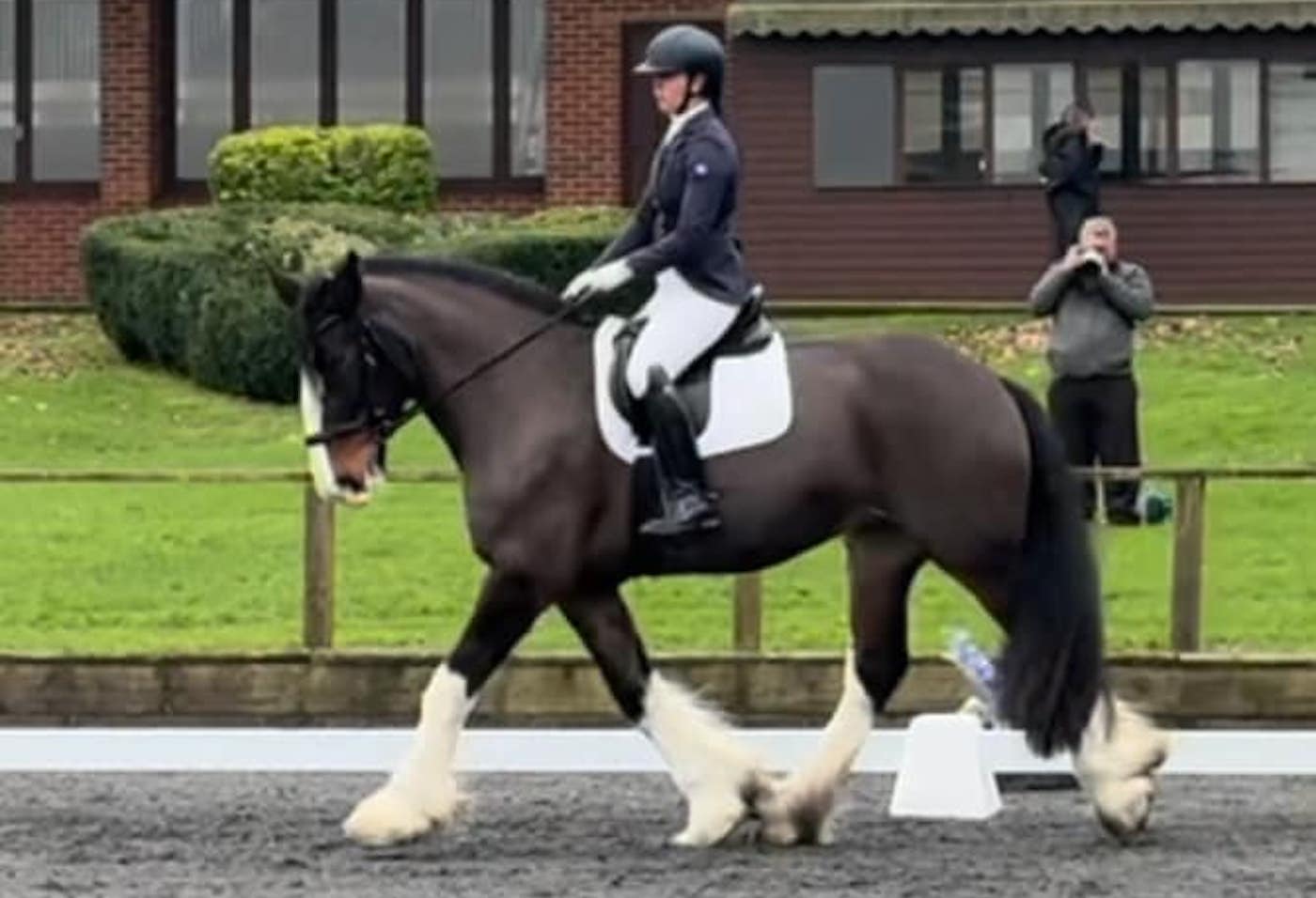 Rencontrez la pure comté excellant dans le dressage et visant les championnats