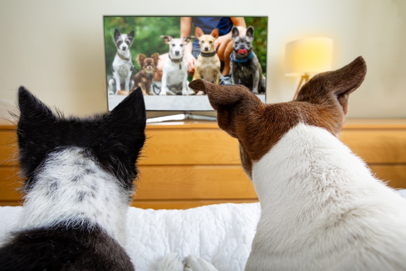 des chiens qui regardent la télévision