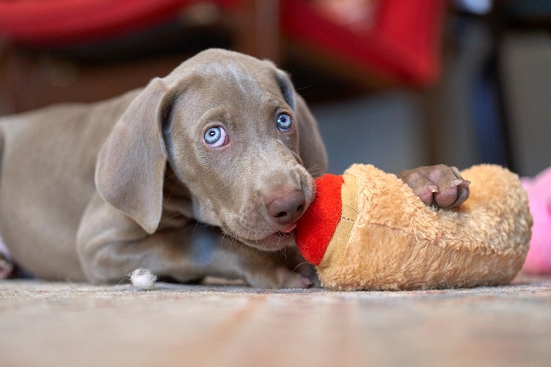 Weimaraner nooking chien sucer le jouet à mâcher