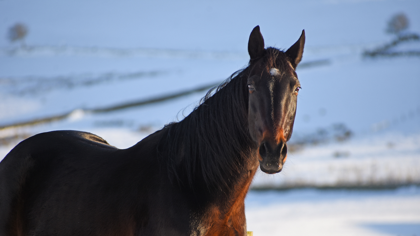 Equine Romeo et Juliette trouvent l'amour - mais pas ensemble - «juste à temps pour la Saint-Valentin»