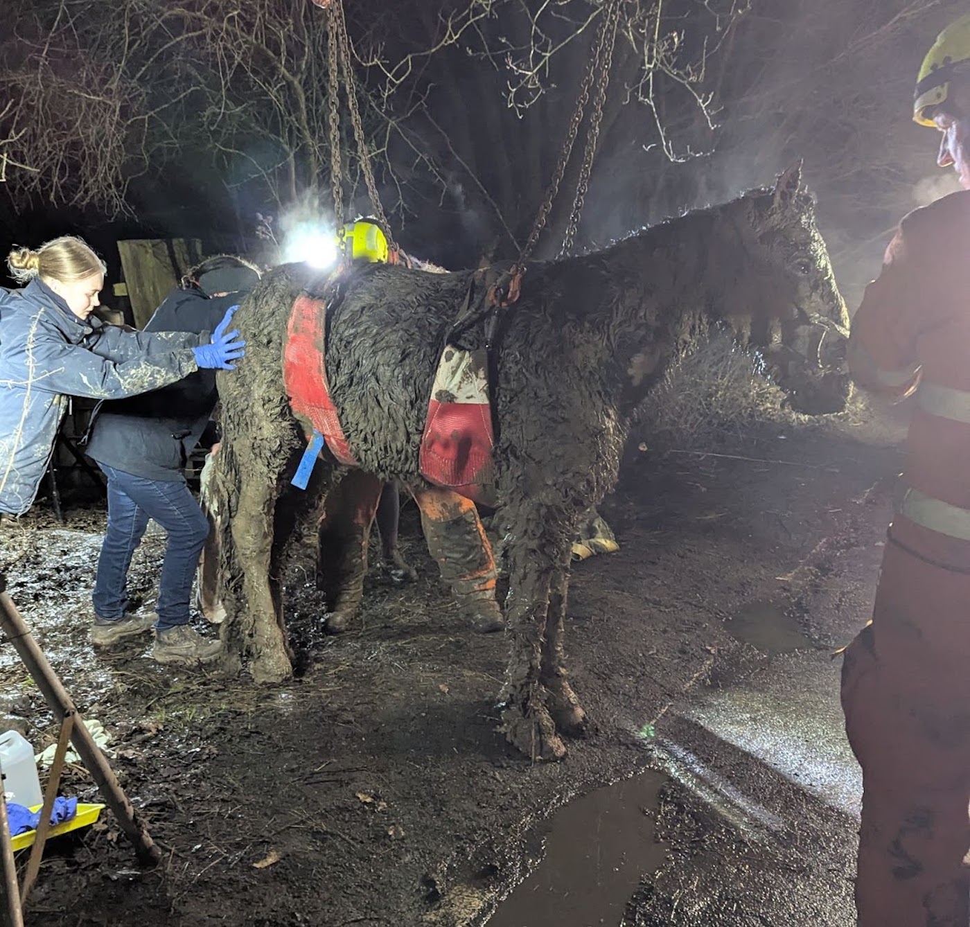 Le cheval qui a peut-être été emmêlé dans ses sangles de tapis doit être trempé dans de la boue épaisse