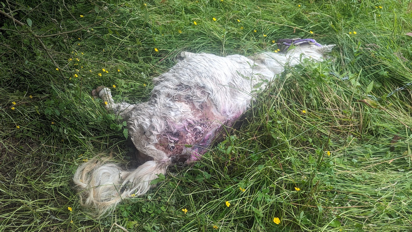 Le propriétaire de Pony retrouvé mort avec une chaîne toujours attachée interdite de garder les chevaux