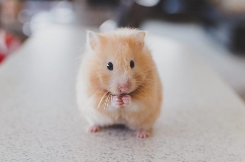 hamster_Pixabay
