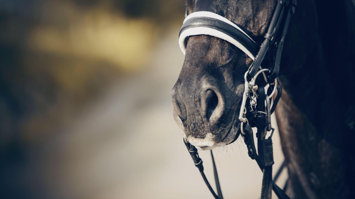 À la recherche d'une faute de la Coupe du monde, de la mort d'un bel cavalier et d'autres choses dont parle le monde des chevaux