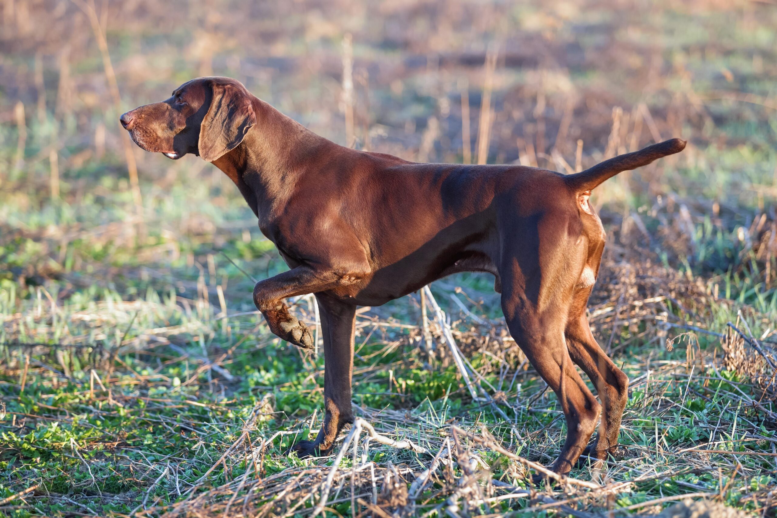 Génétique de la dysplasie de la hanche chez les chiens: un guide pour les éleveurs