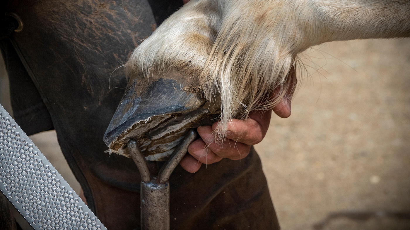 L'industrie de la coupe aux pieds nus, les disqualifications olympiques et d'autres choses que le monde du cheval parle