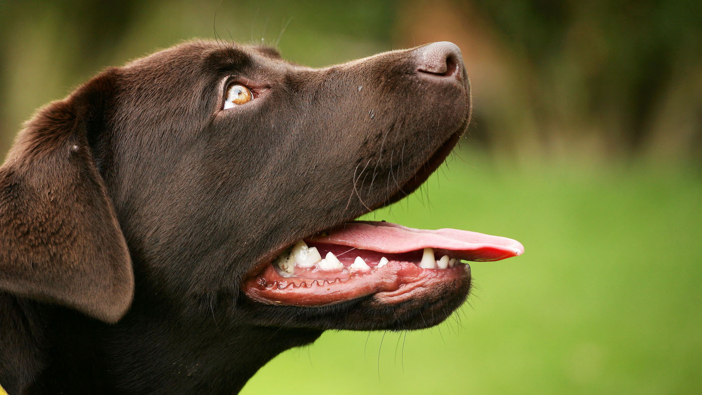 "Ne me laisse pas mourir, maman", a déclaré le jeune coureur sauvé par Pack of Dogs