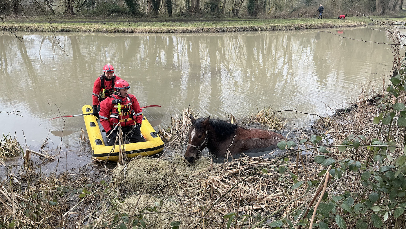Horse vétéran inondé de visiteurs après le sauvetage du canal
