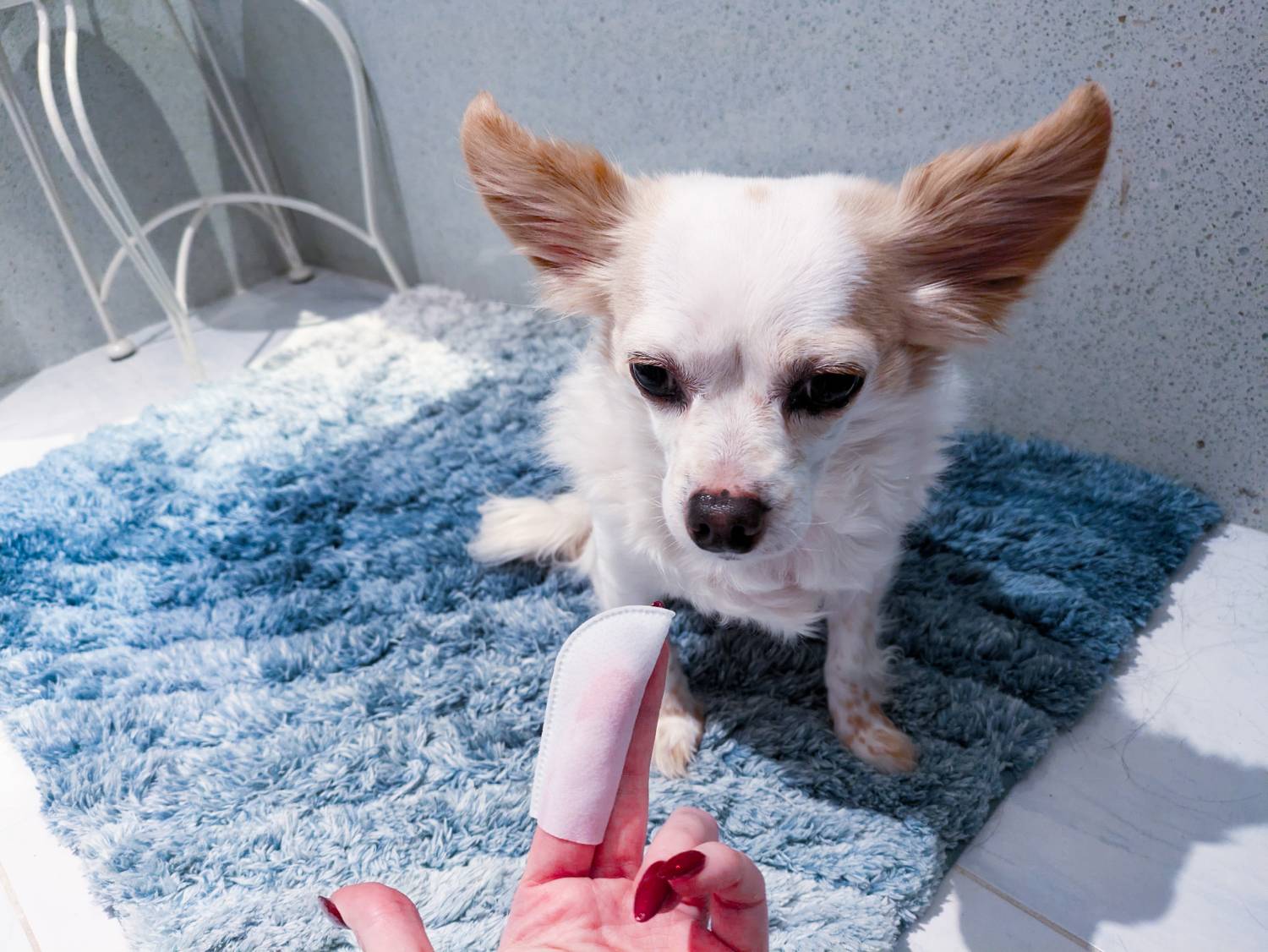 Revue de lingettes dentaire dentaire pure et naturelle - sur le point d'utiliser le produit sur chien
