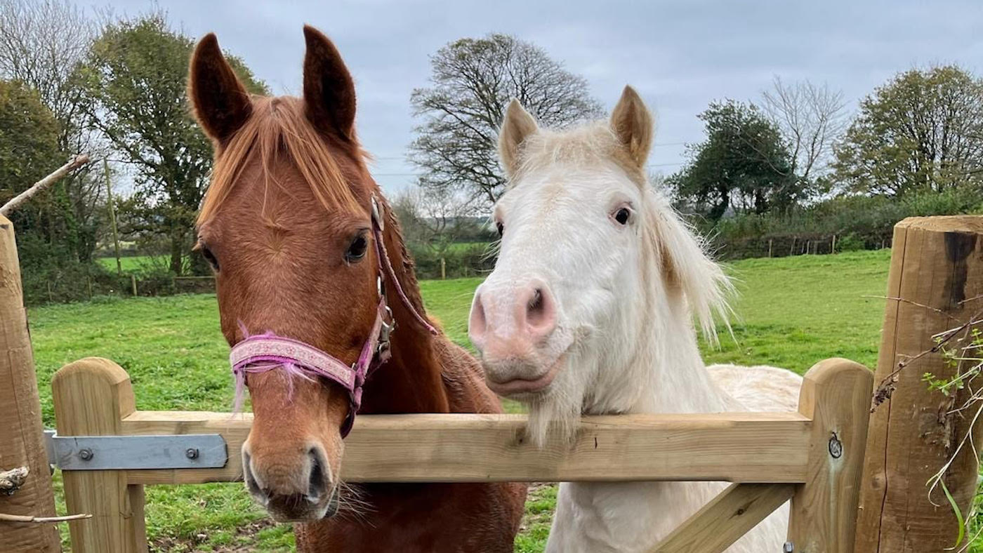 Prison pour conducteur disqualifié et non assuré qui a tué Pony sur la route