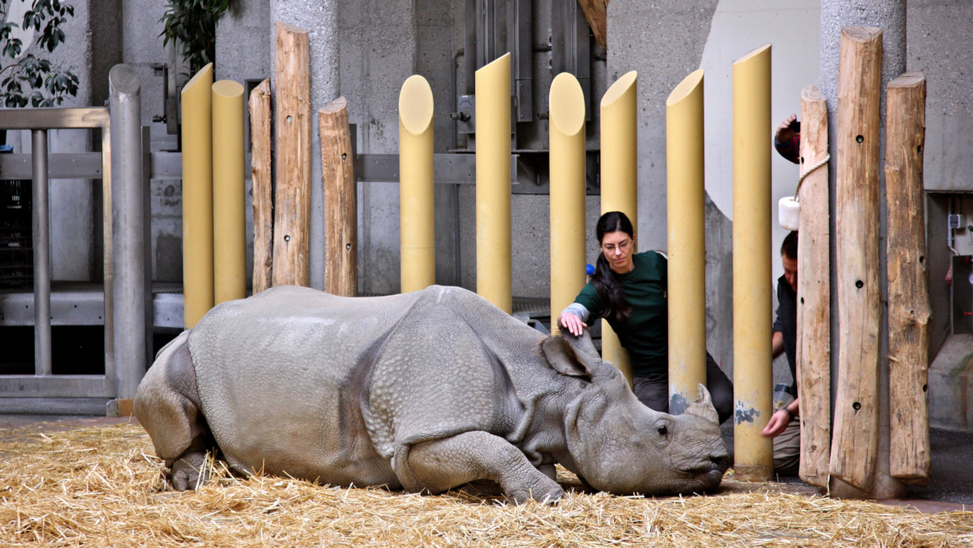 Comment les techniques de soins coopératives utilisées pour entraîner des rhinocéros pourraient profiter aux chevaux
