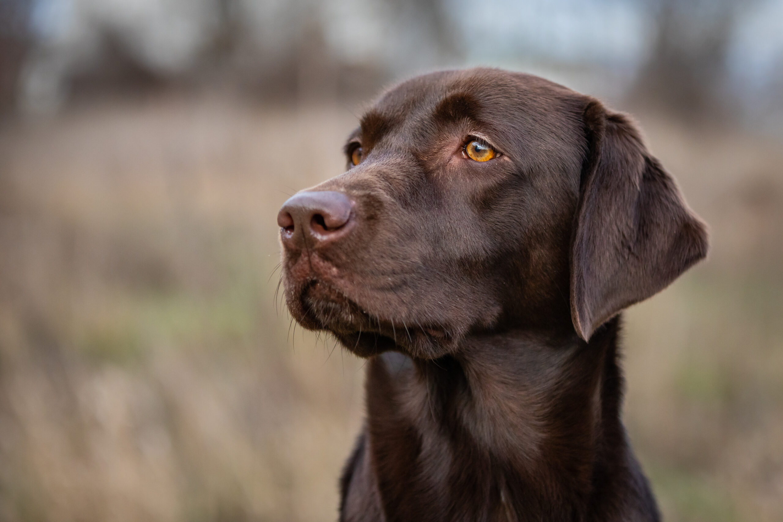 Génétique de la dysplasie de la hanche chez les chiens: un guide pour les éleveurs, partie 2