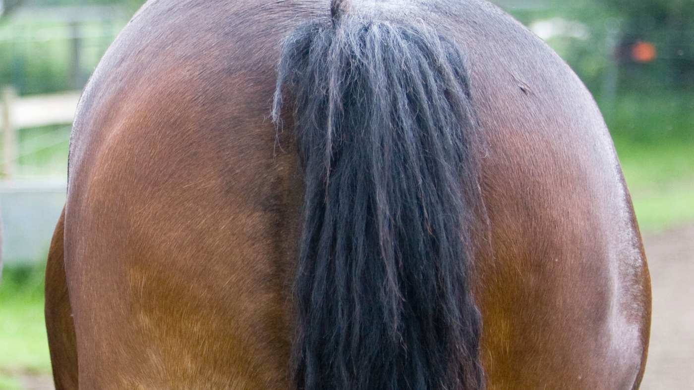 La nouvelle règle d'une grande émission sur les queues, adieu à un poney très apprécié et à d'autres choses dont parle le monde du cheval