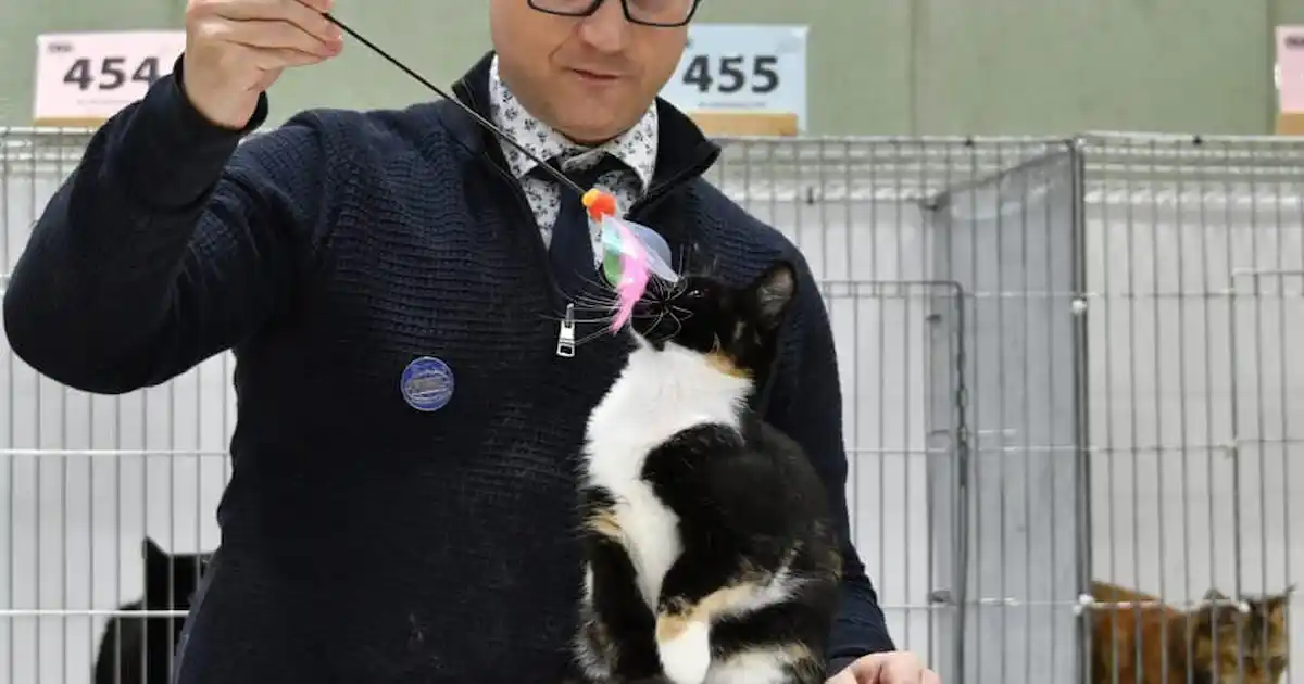 Le Salon de chat international de Felinology arrive à Leatherhead