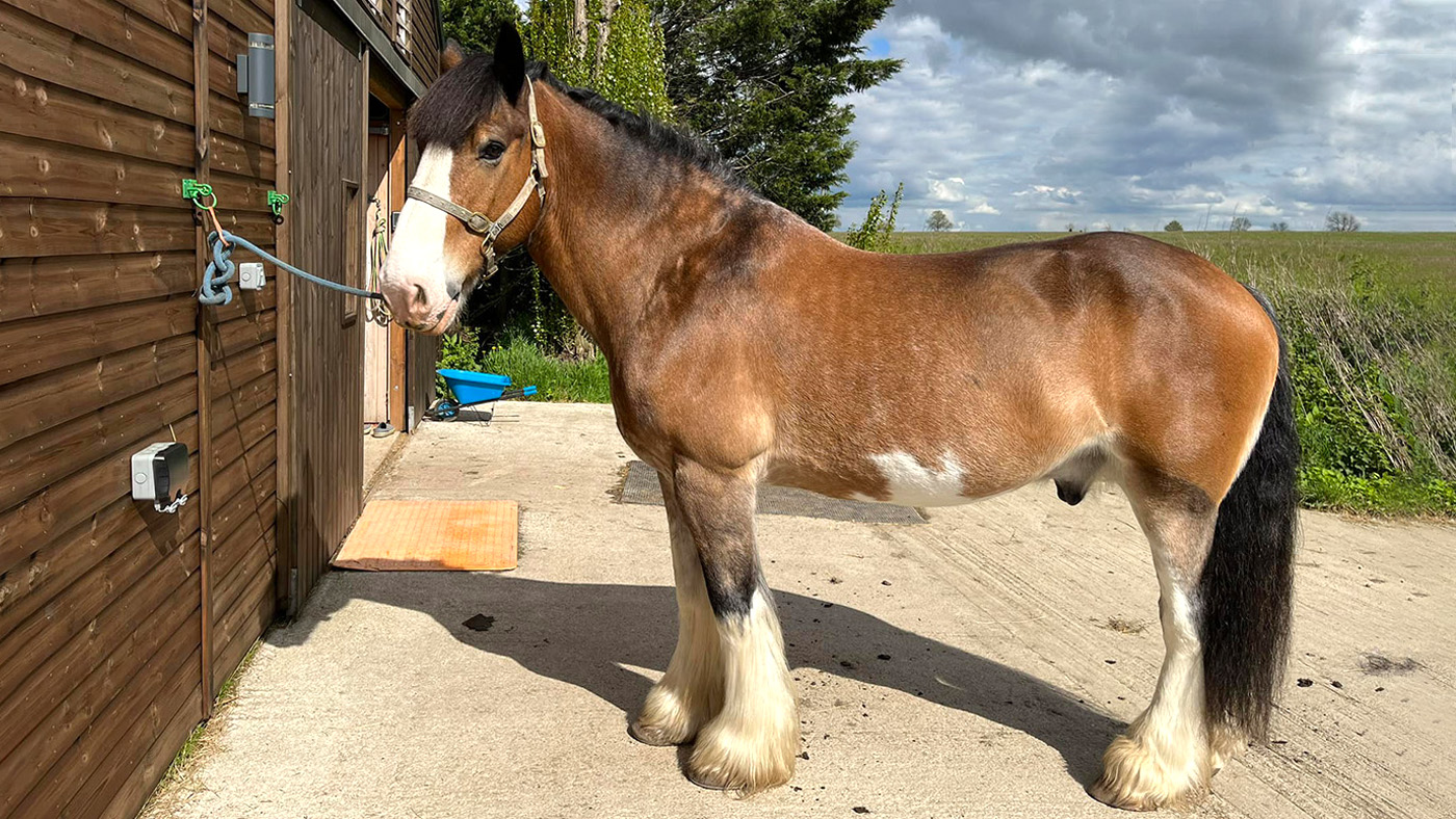 Le propriétaire de la fin, Legendary Horse prévoit un `` un dernier hourra '' au profit des autres dans sa mémoire