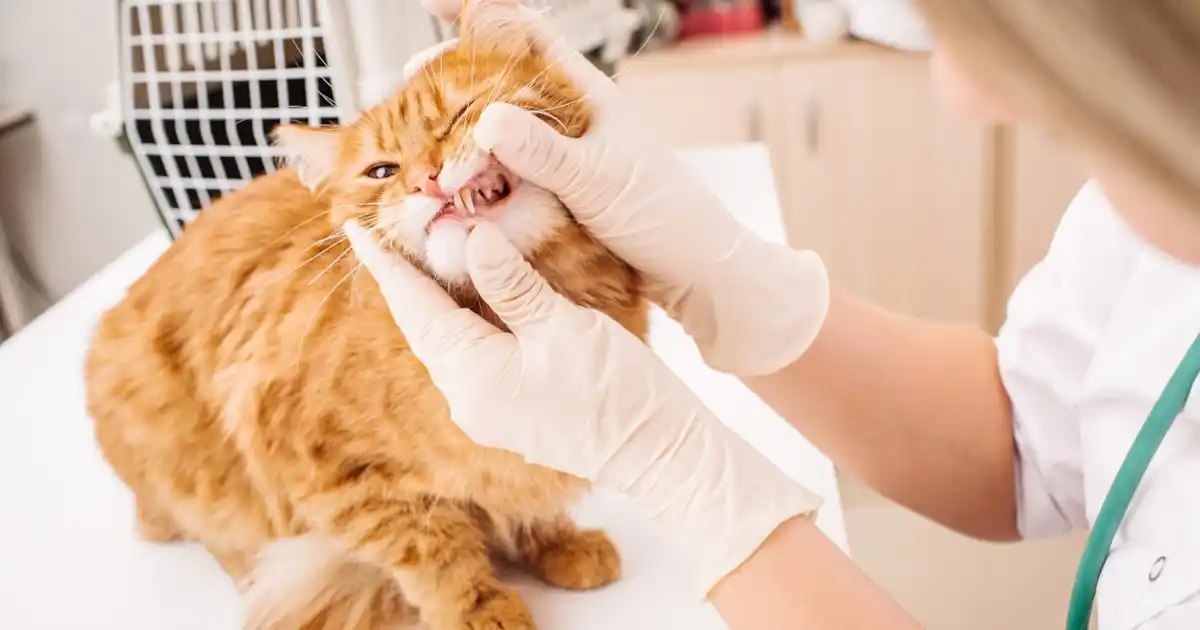 Pourquoi la santé dentaire de votre chat compte