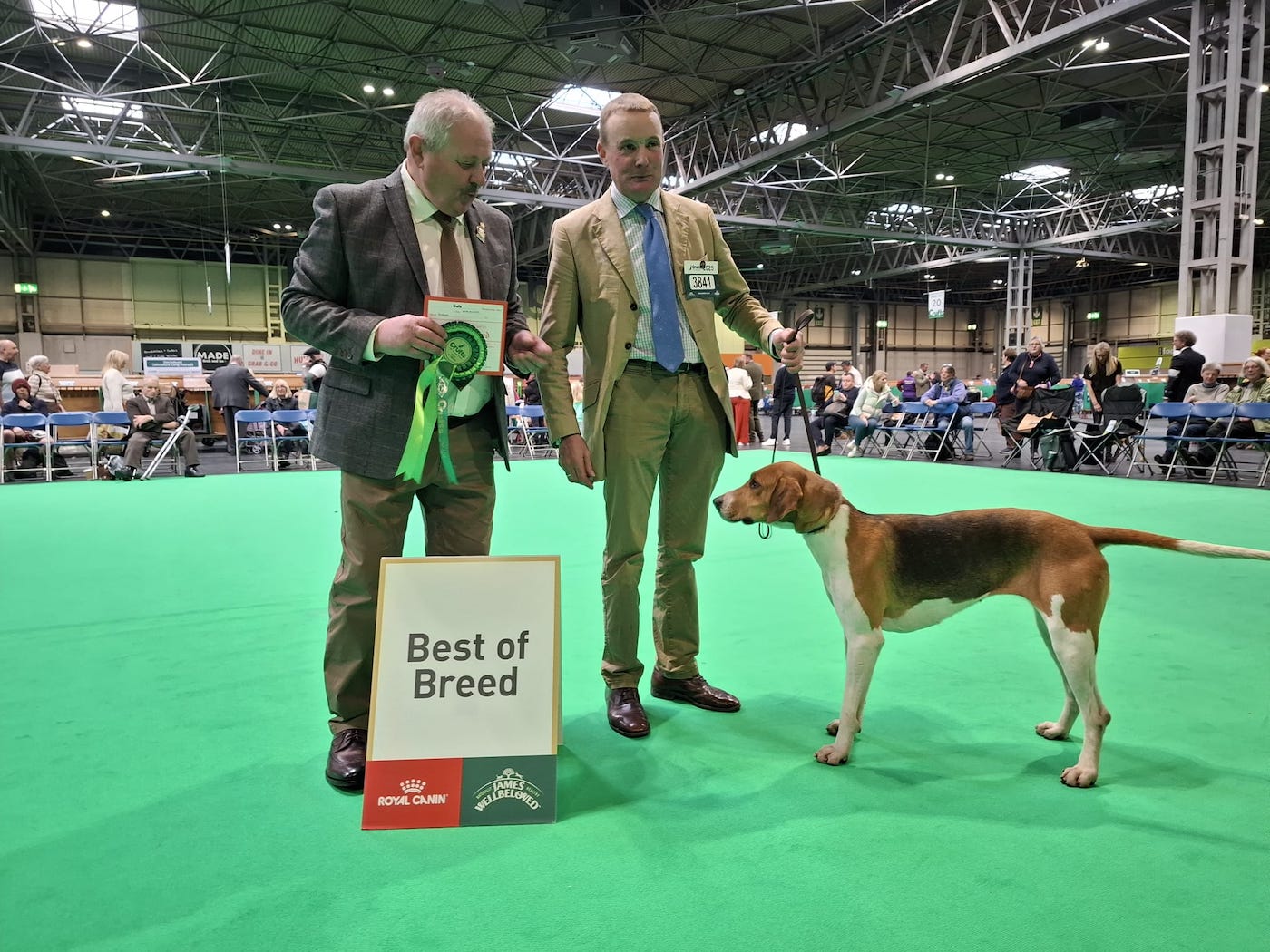 Sparkle fait l'histoire comme le premier Foxhound qui fonctionne pour gagner à Crufts