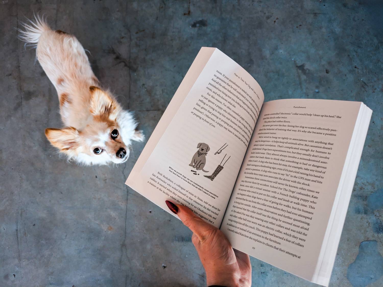 Comment former votre chien avec l'amour + la critique de livre scientifique - Formation avec un chien