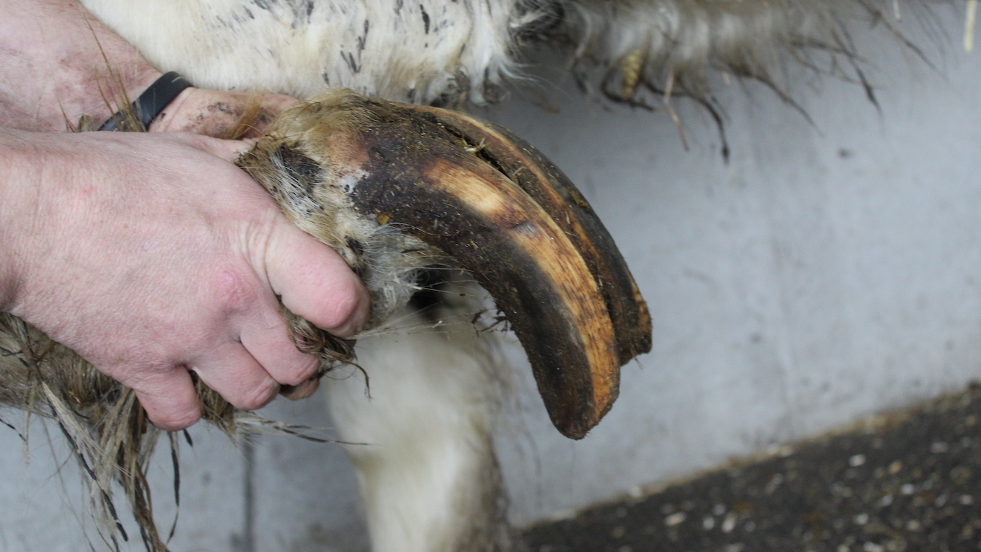 Curling sabots, asticots et bouches ulcérées chez neuf chevaux négligés sauvés