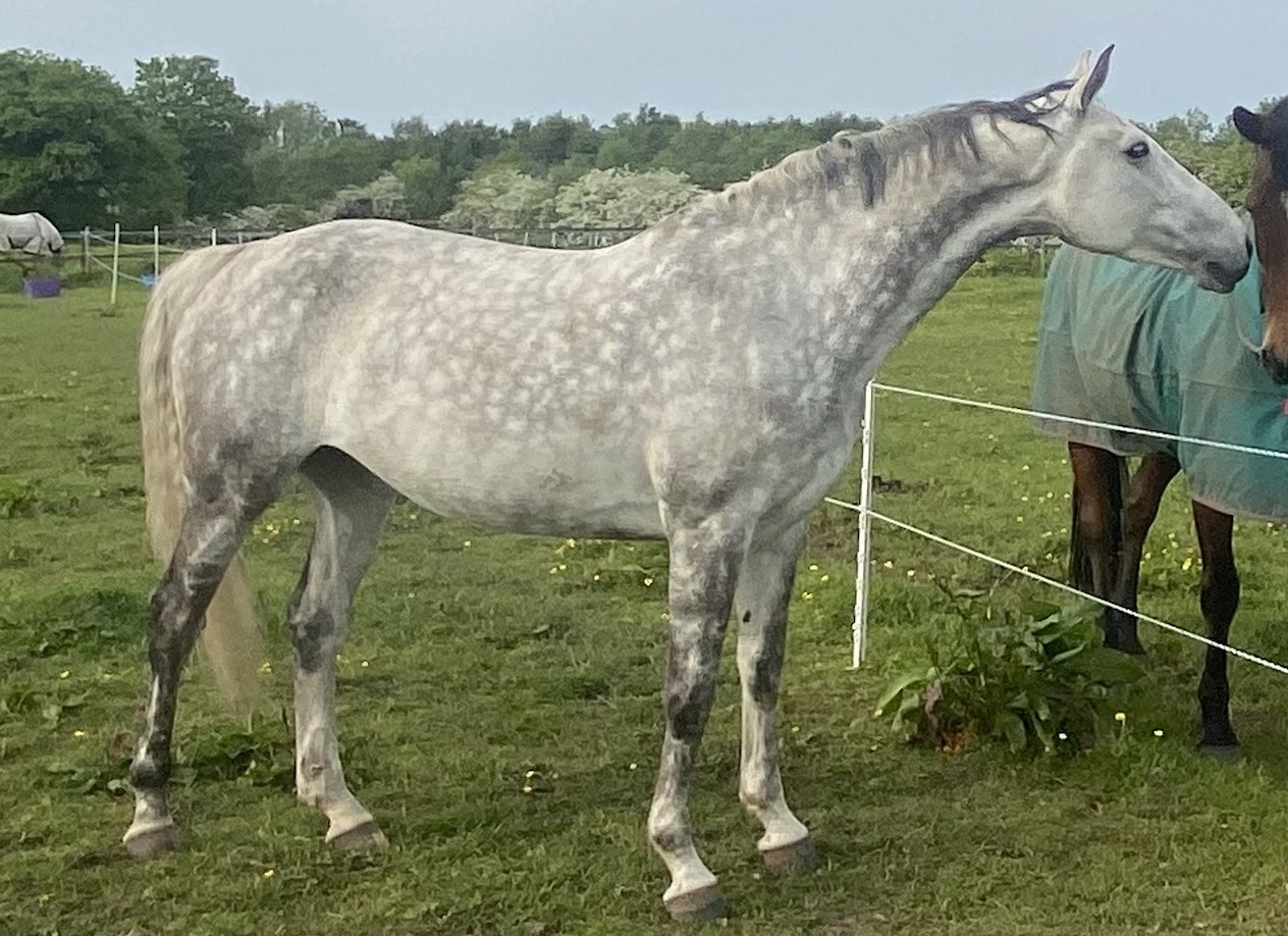 `` Je ne pouvais pas croire qu'elle l'avait fait '': le choc du propriétaire après que la livrée a plaidé coupable d'essayer de lui donner un poison de rat à cheval