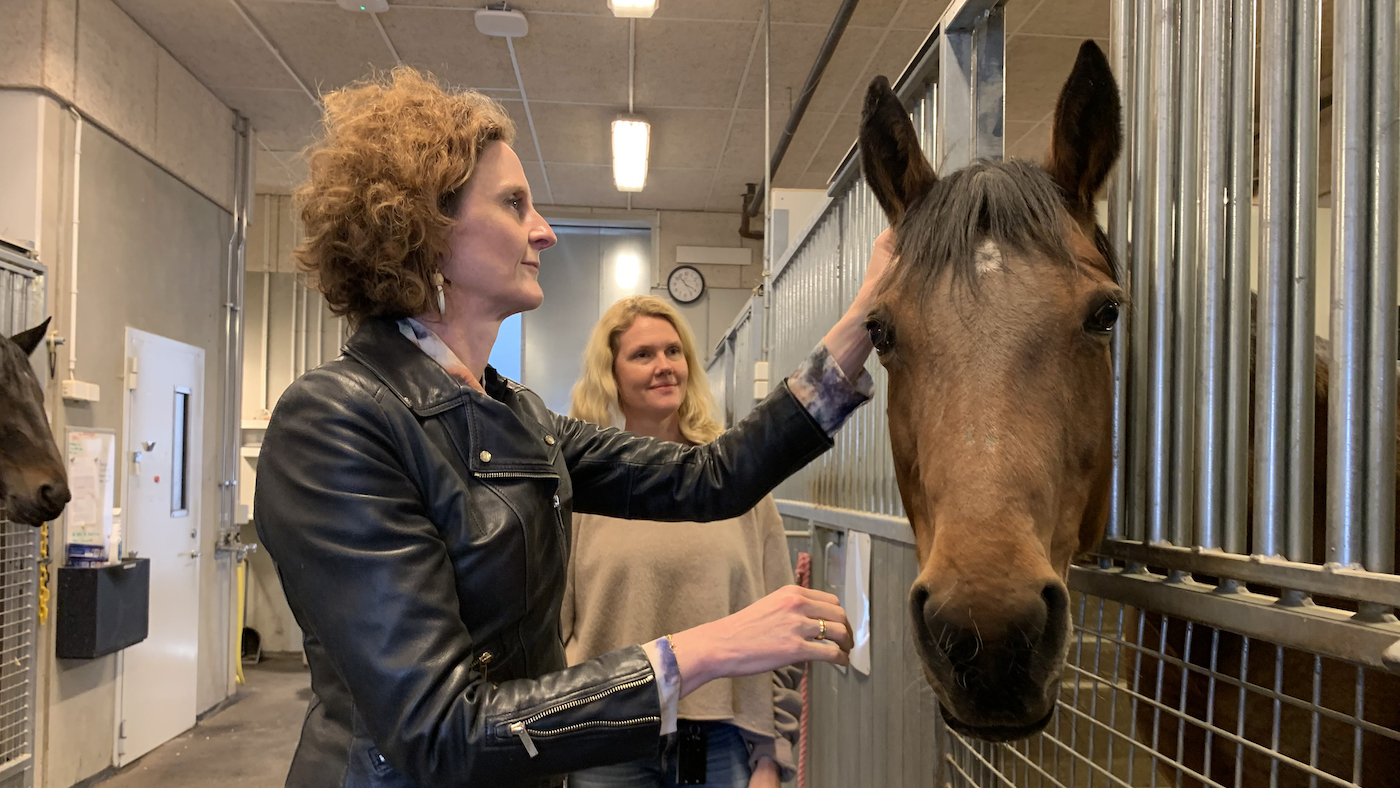 Le nouveau système d'IA donne aux chevaux une «voix numérique» pour nous dire si elles souffrent
