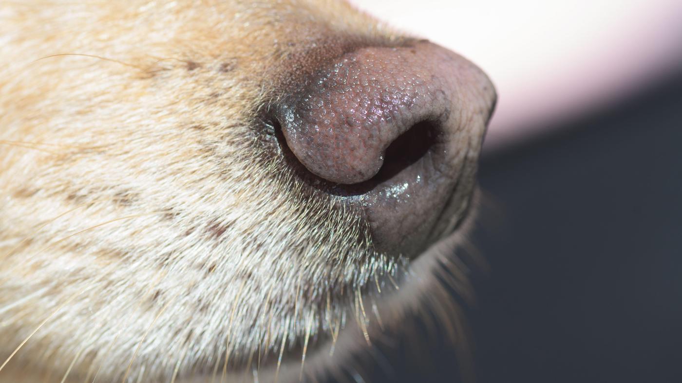 Les chiens renifleurs pouvaient «sauver» les chevaux en détectant des microdoses de médicaments interdits