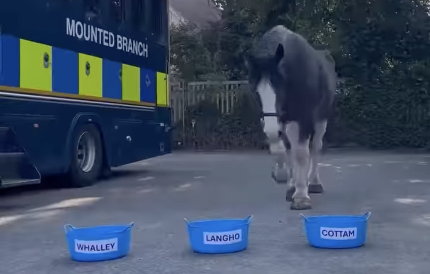 `` Nos cœurs ont devenu un cheval plus grand '' alors que la recrue de la police équine choisit son propre nom
