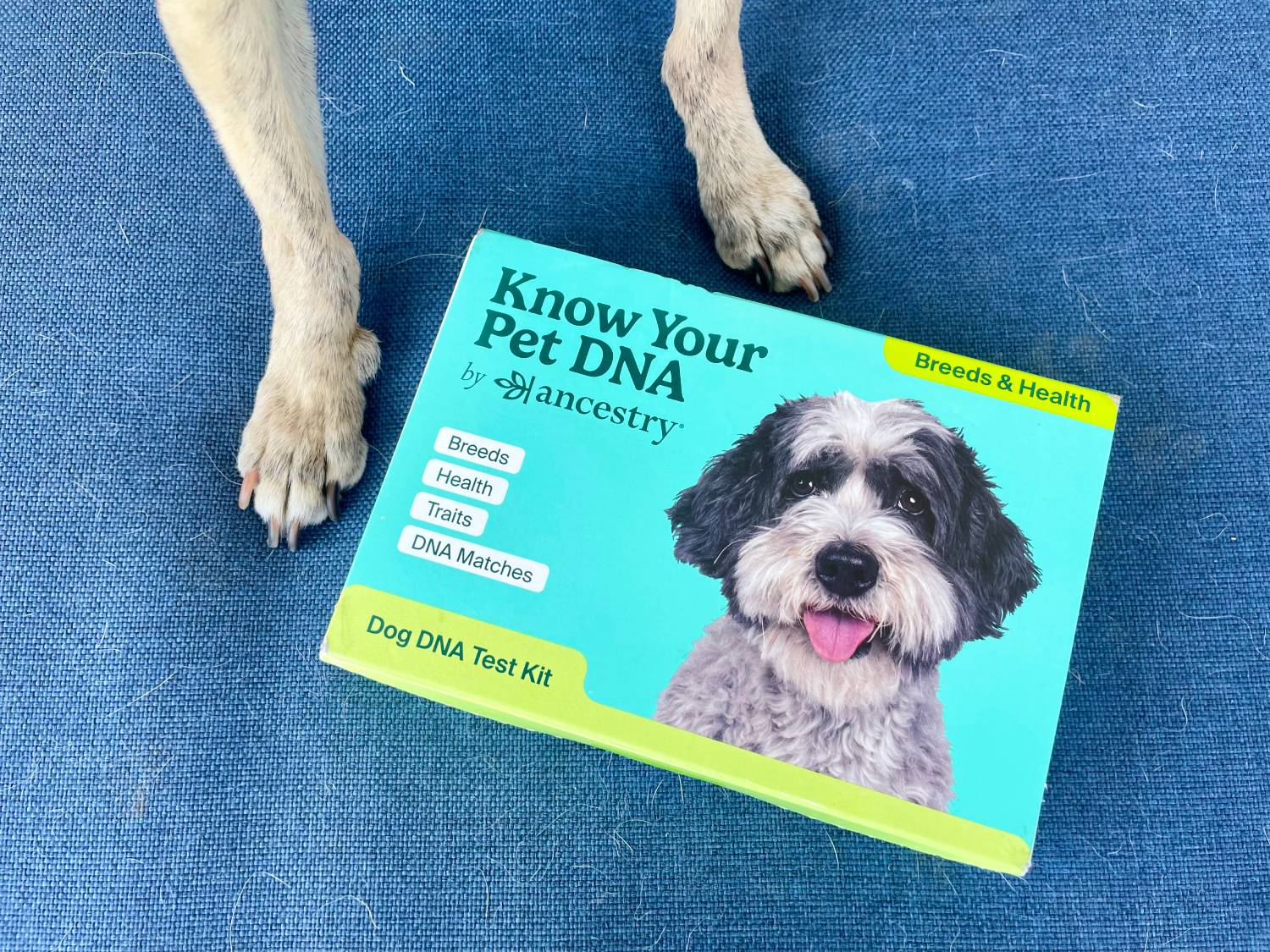 PGV Know Your Pet ADN par Ancestry Review - Dog Paws with Kit