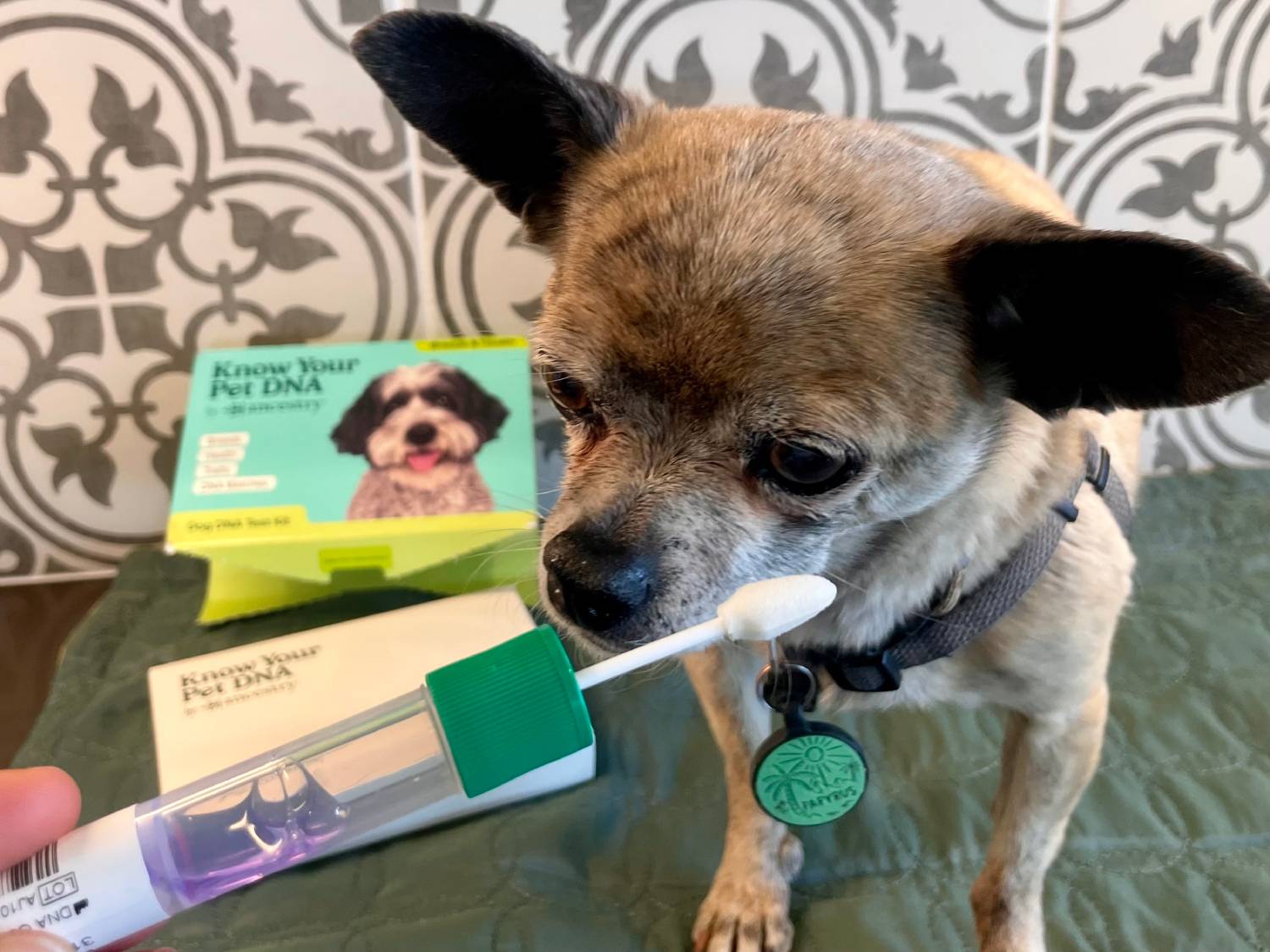 PGV Know Your Pet ADN par Ancestry Review - Écouvrage
