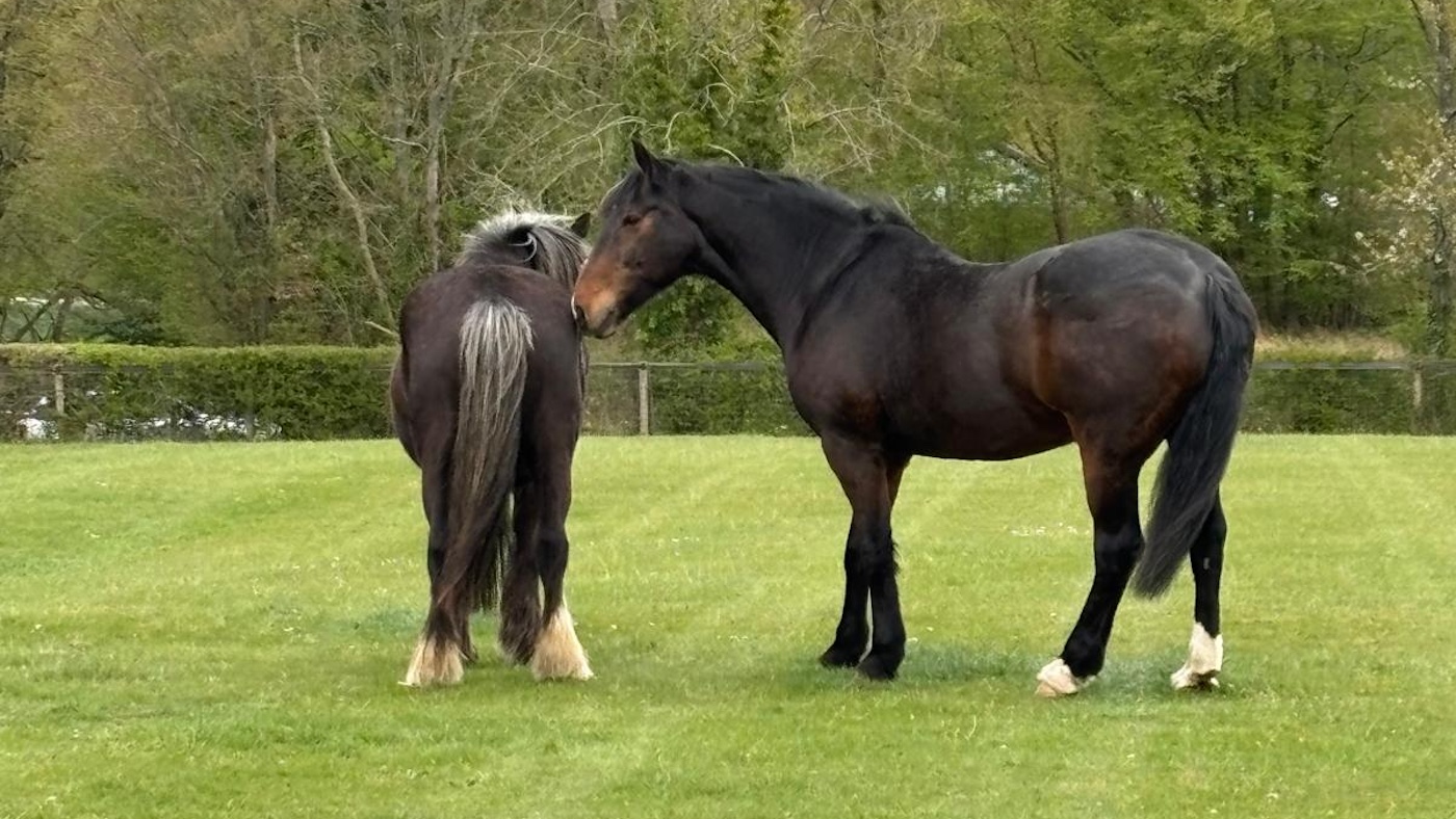 Le cheval de police `` imposant '' très apprécié se retire à la maison finale à l'âge de 20 ans