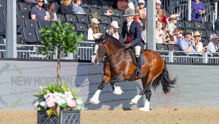 Welsh C Stallion Sparkles au Royal Windsor Horse Show pour remporter le titre M&M