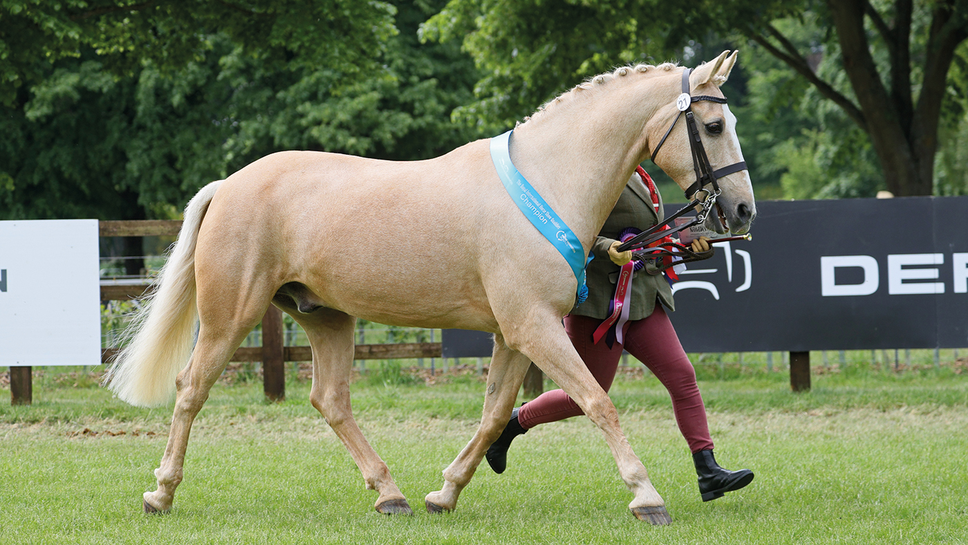 21 ans est champion senior en main au Royal Windsor Horse Show