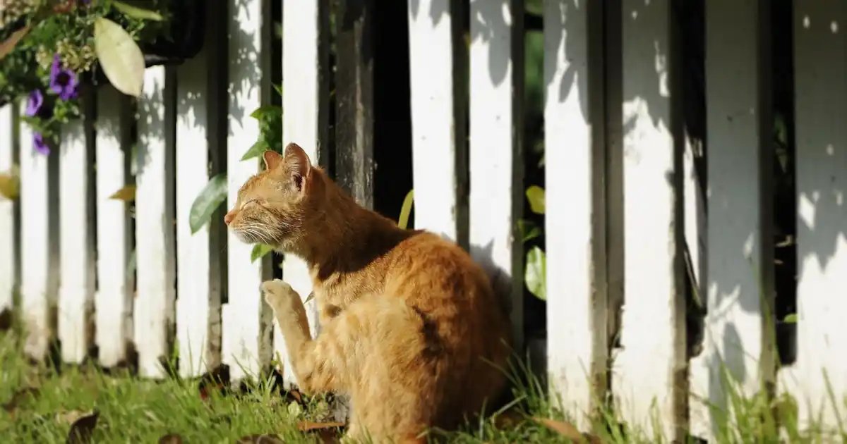 Caste de chaleur chez les chats - votre chat