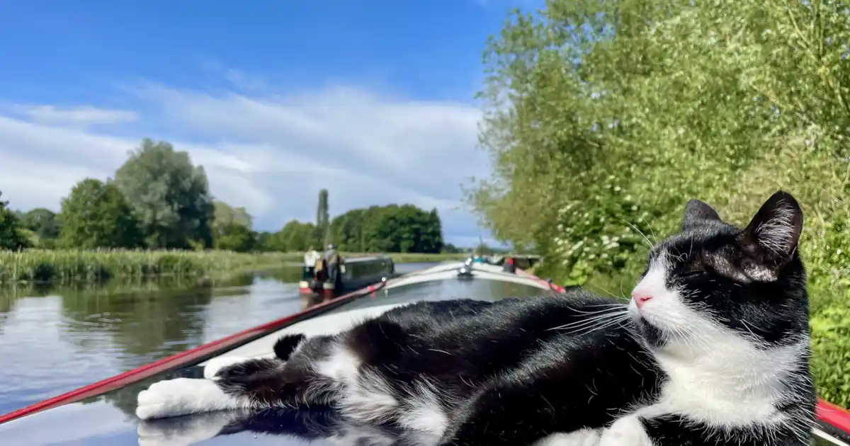 Le chat abandonné devient la star de la télévision