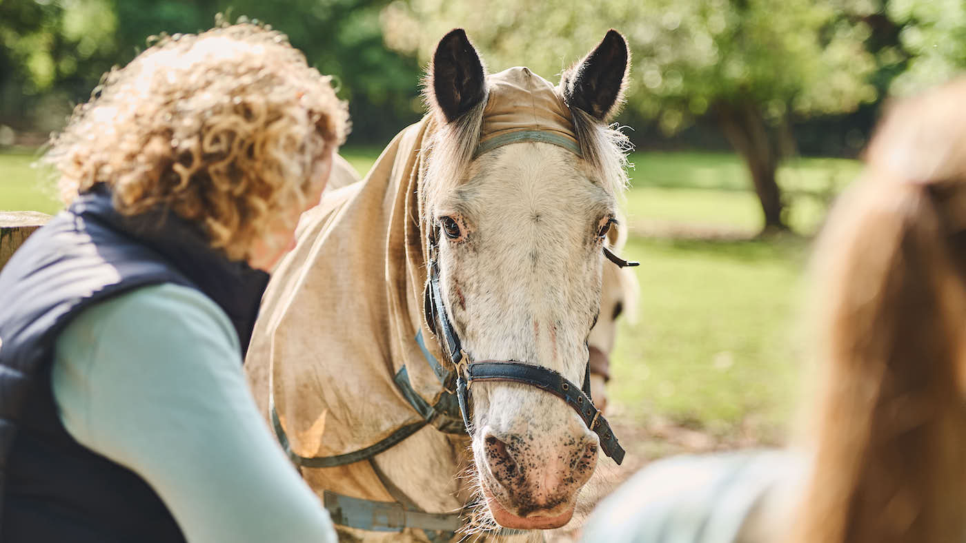 Les chevaux peuvent apprendre en «écoutant» l'interaction des humains »les uns avec les autres, l'étude révèle