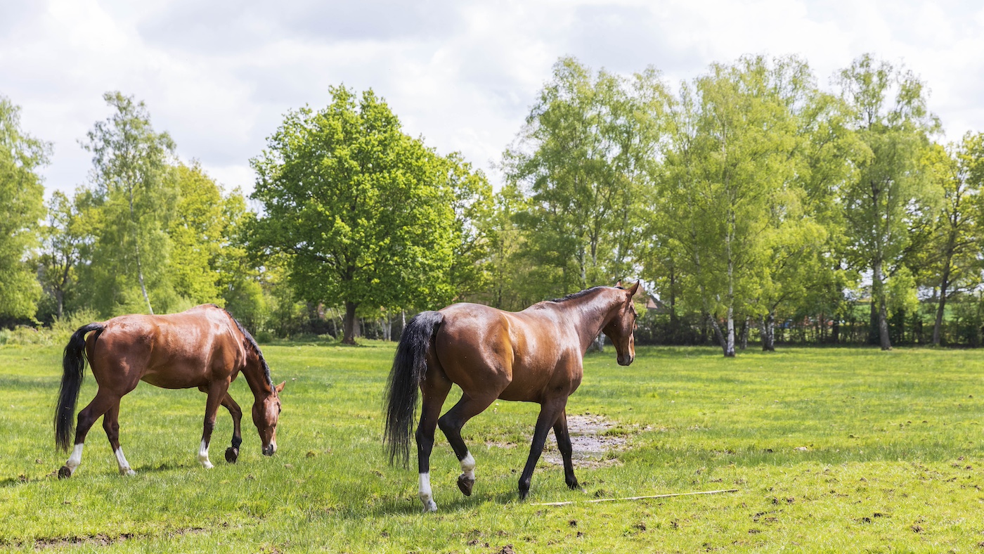Ce que le public pense des fouets et des éperons - et si les chevaux de sport ont une bonne vie