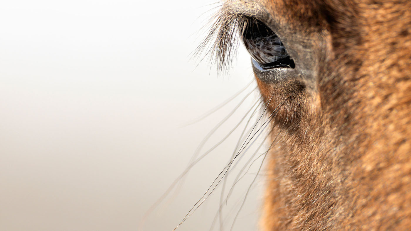 De nouvelles recherches sur les expressions faciales équines un `` change de jeu pour quiconque travaille avec des chevaux ''