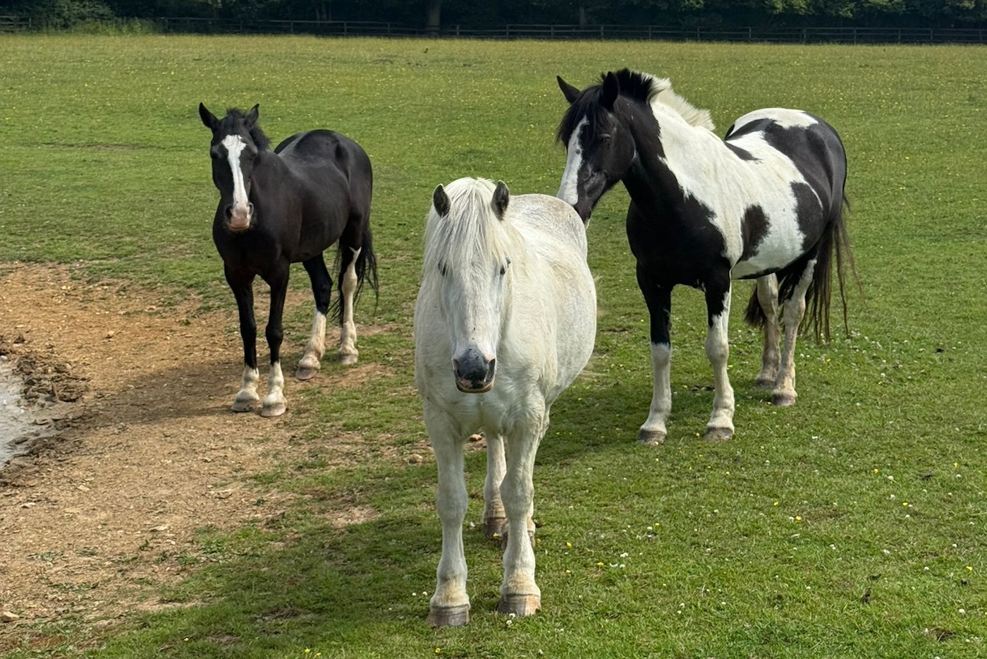 Des chevaux remarquables qui ont passé des années à aider les gens à se retirer pour toujours chez eux