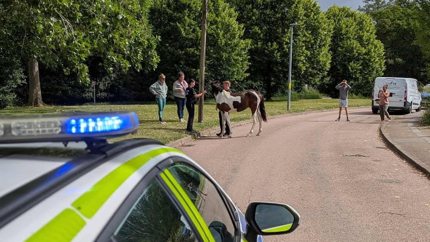 La police avec du ruban adhésif et des cordes attrapent un cheval lâche sur la route - avec l'aide d'un paon vocal