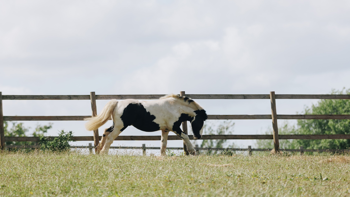 Le poney obèse jeté avec un collier intégré dans son visage a une nouvelle vie