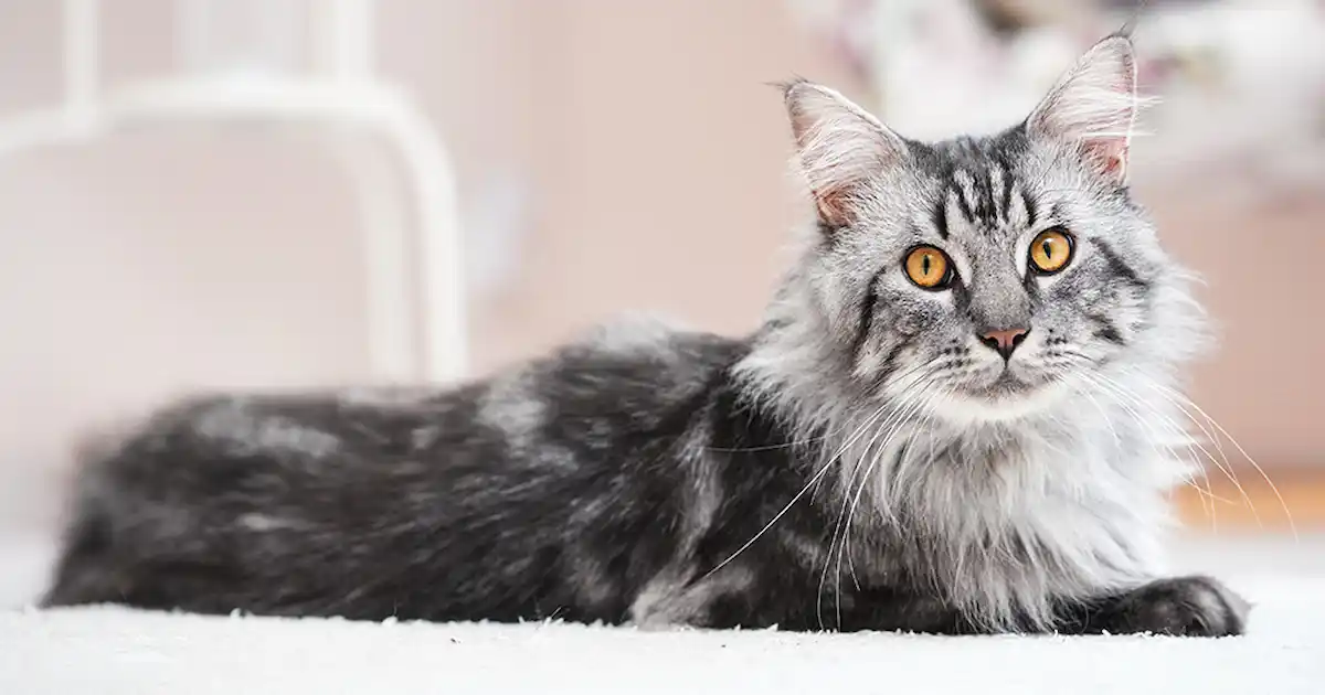 Les 10 premiers chats les plus populaires